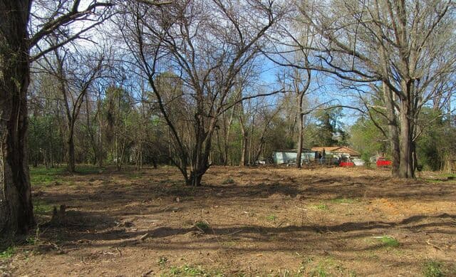 Wooded lot after the brush and undergrowth were cleared and hauled off
