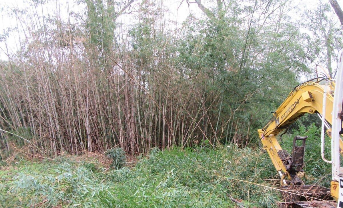 Excavator pushing into a dense bamboo stand on a residential lot