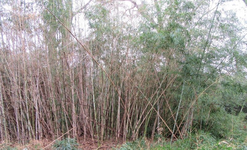 Dense bamboo and brush covering a residential lot before clearing