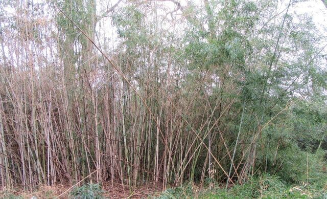 Dense bamboo and brush covering a residential lot before clearing