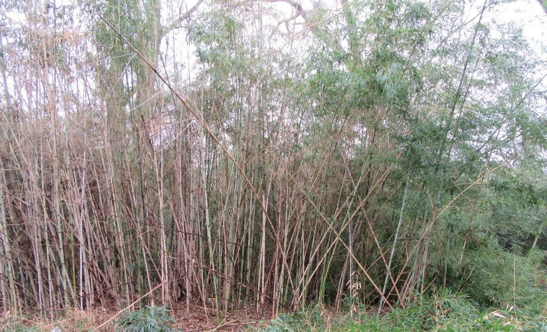 Dense bamboo and brush covering a residential lot before clearing