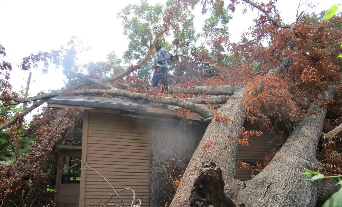 Large tree fallen across the roof of a house after a storm, with a worker on the roof
