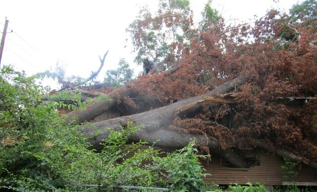 Storm-downed tree lying across a house behind heavy brush